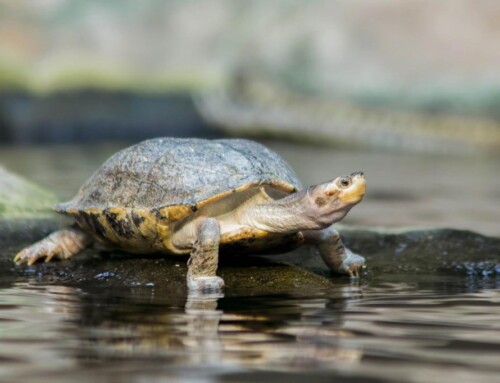 The Tortoise and the Hare