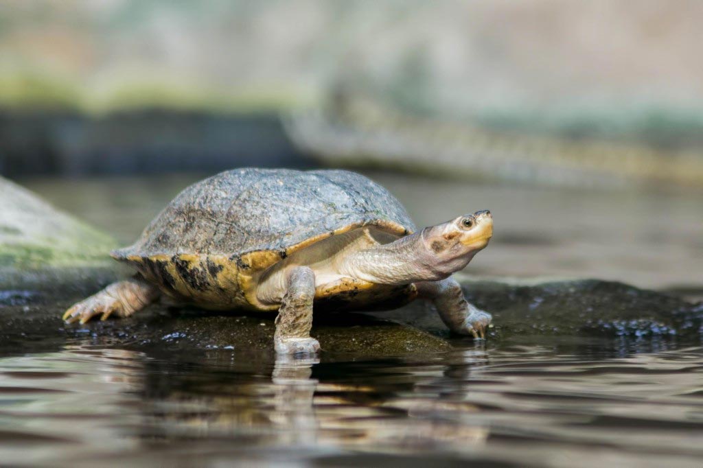 The Tortoise and the Hare